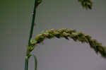 Twisted sedge